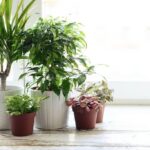 Best live plants to buy on Amazon under 500 INR